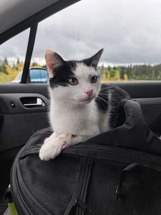 Kocurek szuka kochającego domu