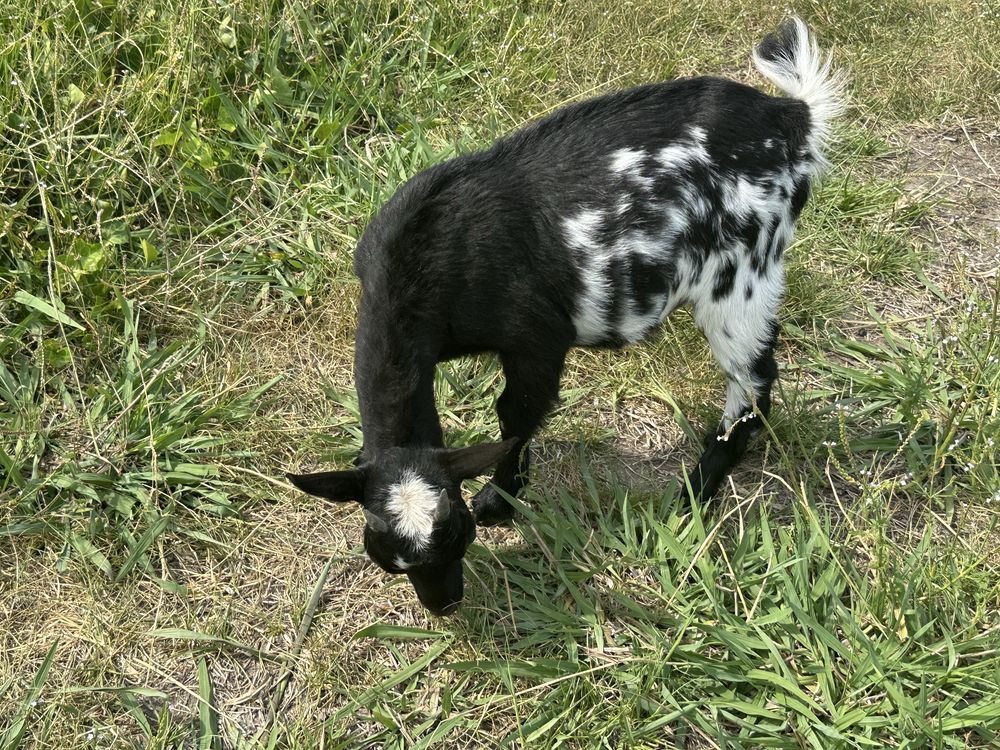 Cabrita Micro Anã