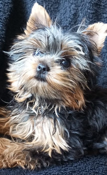 Szczeniak York Terrier. Miniaturka. Piesek