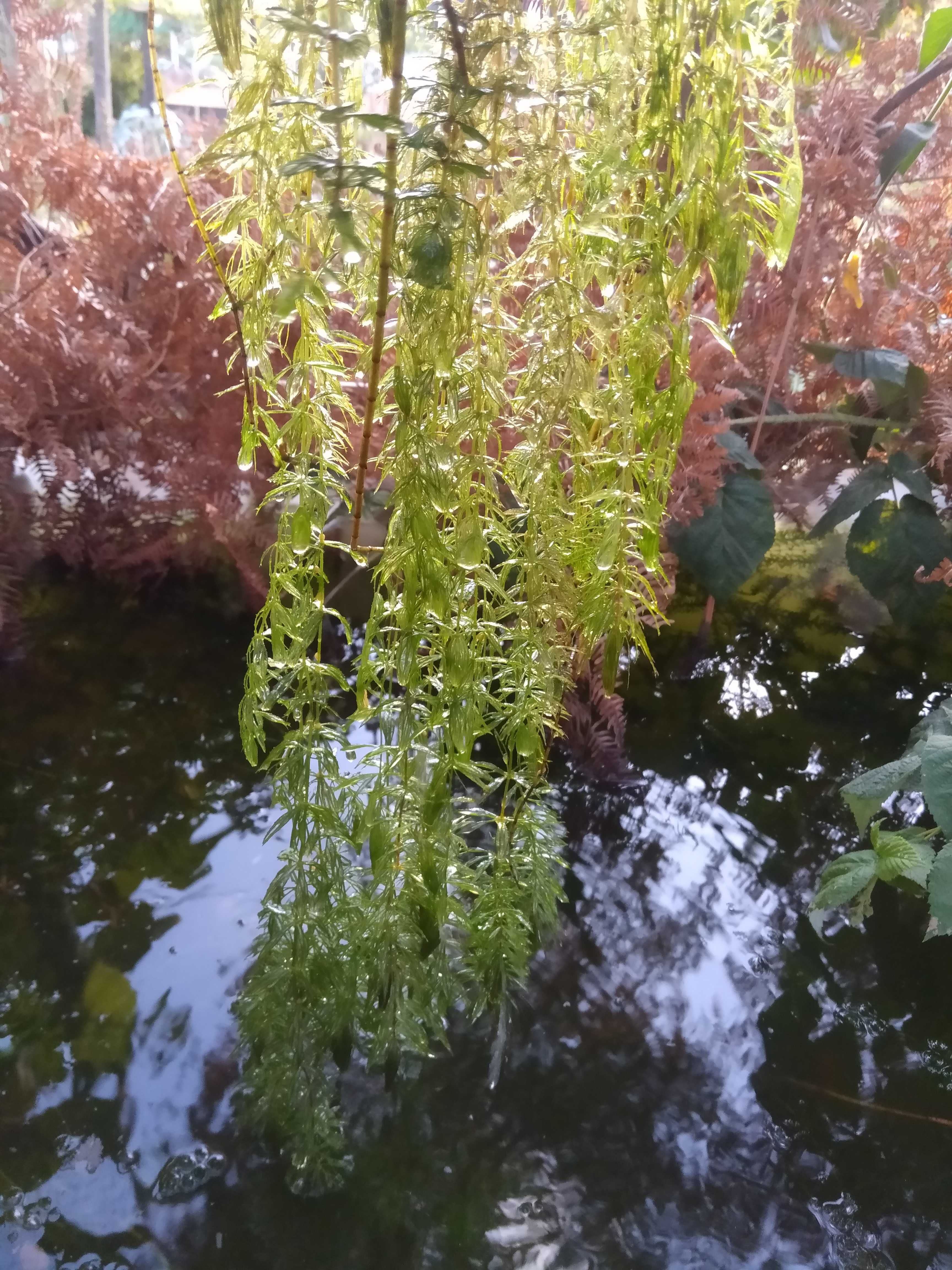 Planta aquática Ceratophyllum demersum