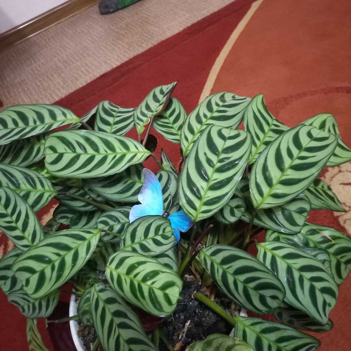 Ктенанта        рослина