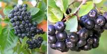 ARONIA Świeże Owoce Aronii Owoc 1kg Wysyłka Inpost Paczkomat  Kurier