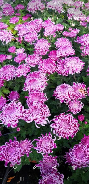 Chryzantemy cięte i doniczkowe