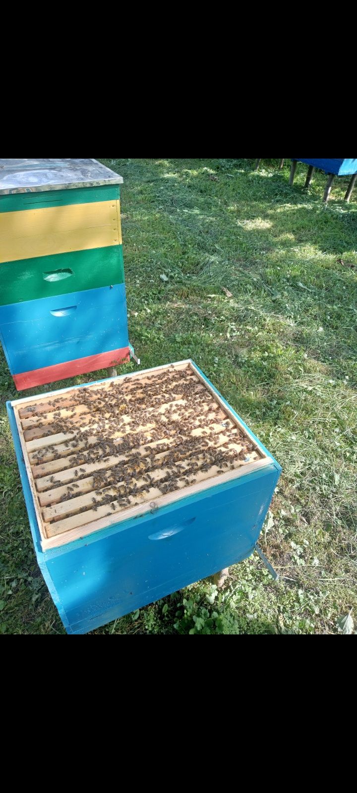 Бджоли.Бджолопакети.Бджолосімї
