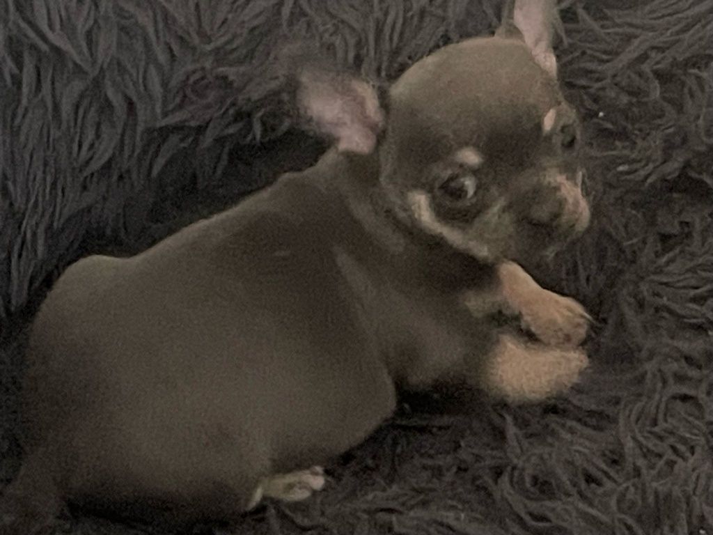 Chihuahua macho lindo