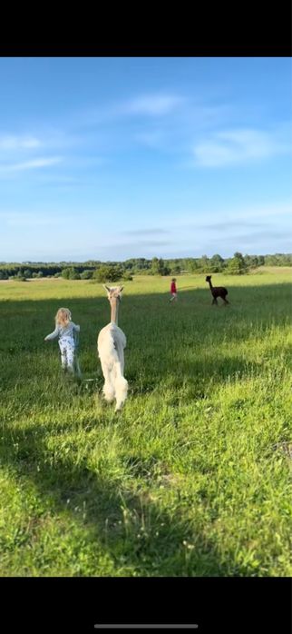 Alpaka huacaya - samiec wykastrowany do alpakoterapii, biały