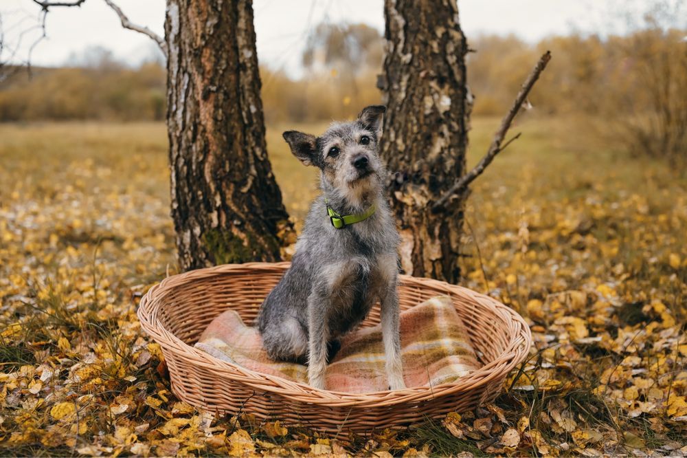 Fantastyczna Suzie w typie terriera