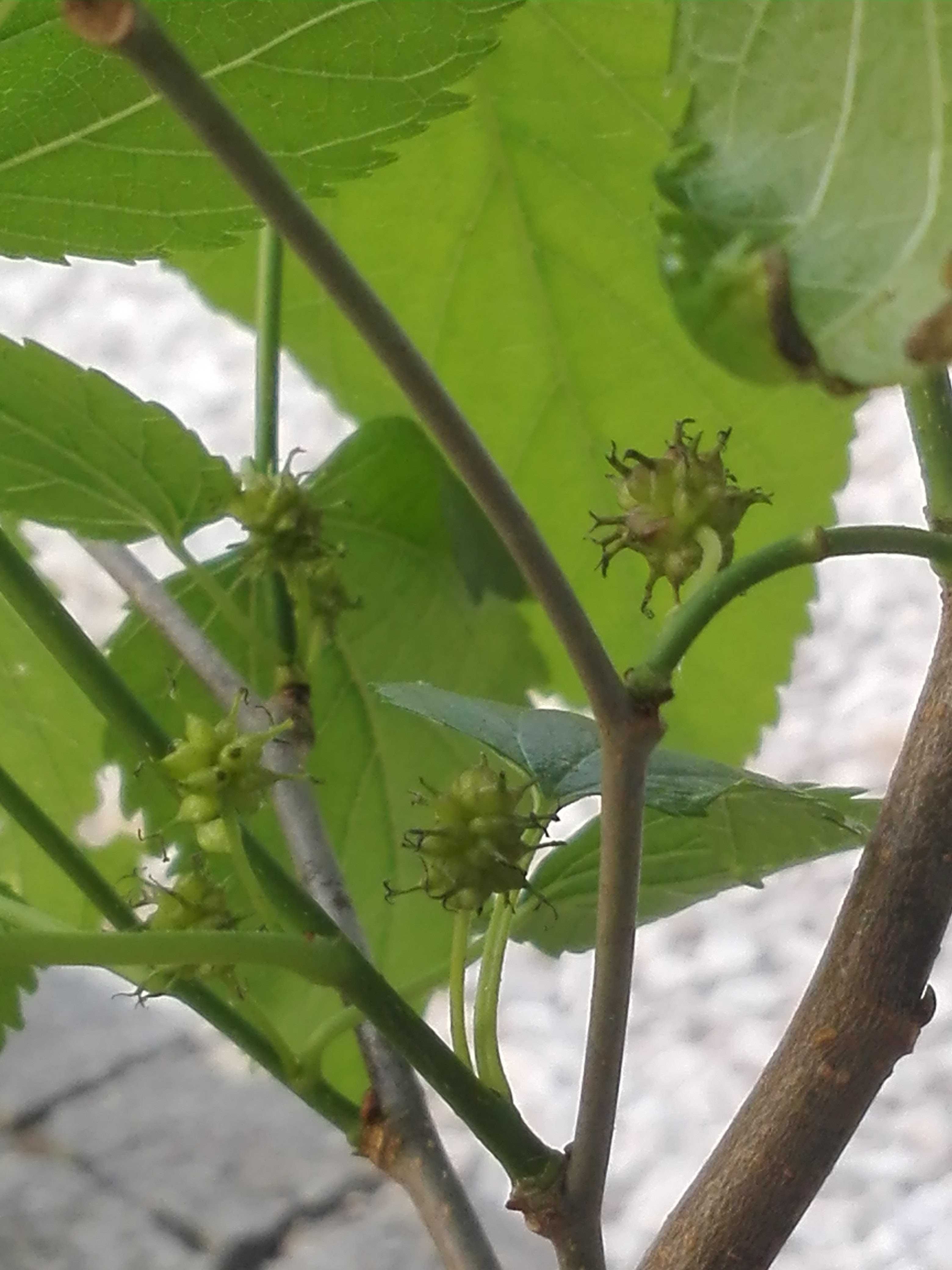 Amoreira em árvore, fruto de cor preta.