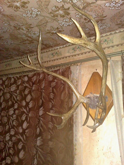 Оленьи рога тундра