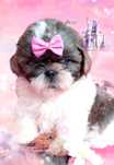GOTOWA DO ODBIORU suczka rasy Shih-Tzu