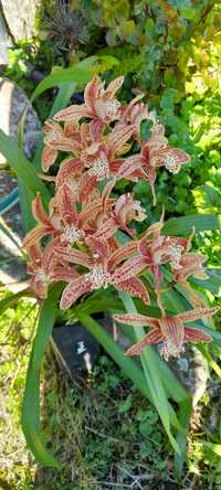 Vendo orquídeas castanhas sarapintadas muito lindas