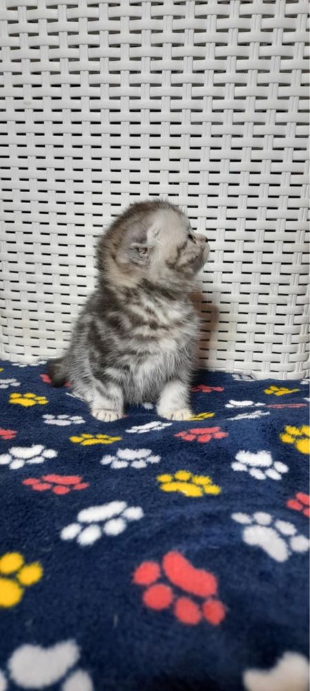 Kotek prostouchy marmurowy