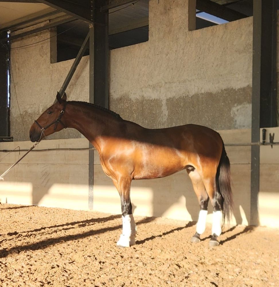 PSL (cavalo lusitano) Letra P “PAVIO MD”