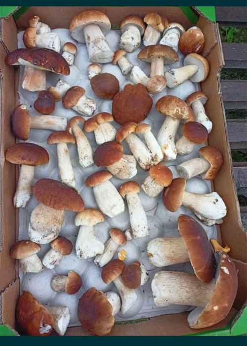 Sprzedam świeże  grzyby prawdziwki/borowiki 30 zł/kg