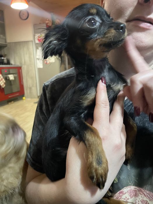 Toy rosyjski długowłosy