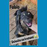 FABIO - złapał mocno łapkami i prosił