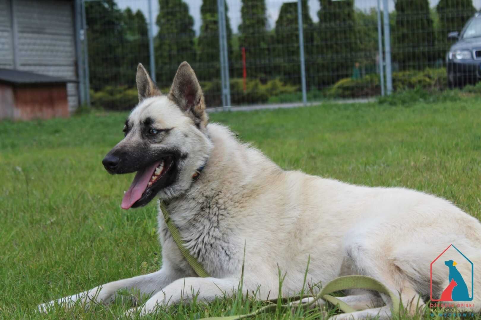 PIĘKNY pies - wyjątkowa uroda, mądre oczy - czeka na ciebie w azylu