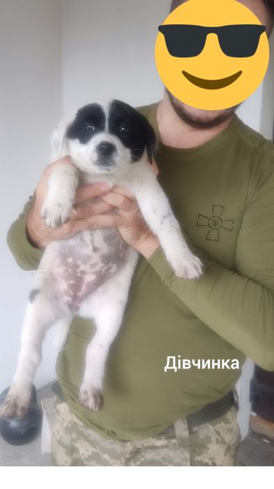 Бесплатно. Ищем дом и добрых людей для щенков