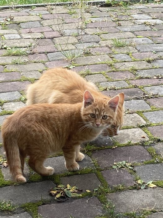 Руденький котик шукає сімʼю