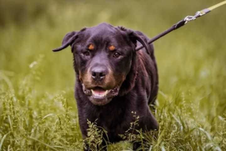 Rottweiler do adopcji