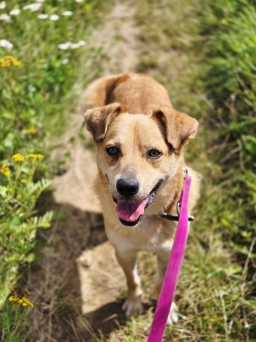 Labi z charakteru jak Labrador