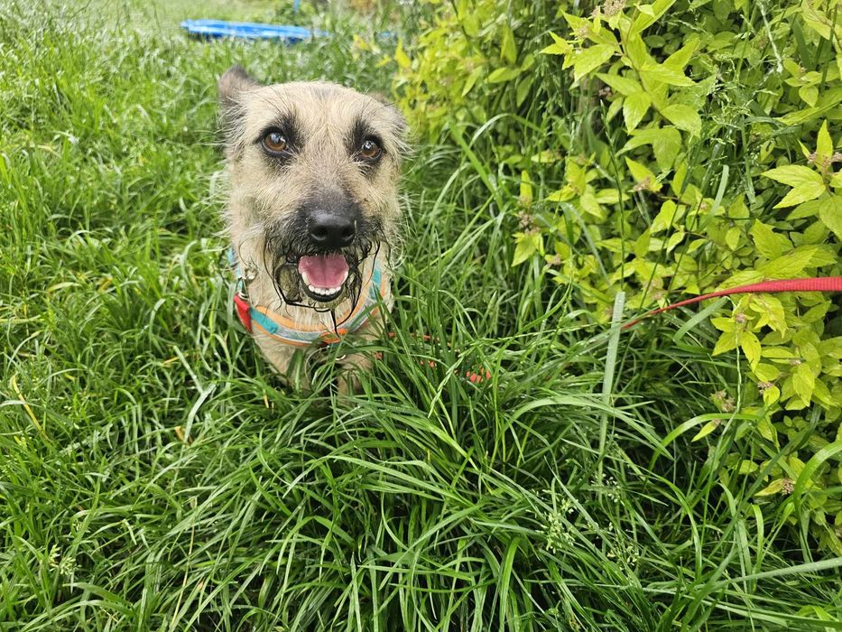 Mała, delikatna sunia szuka domu