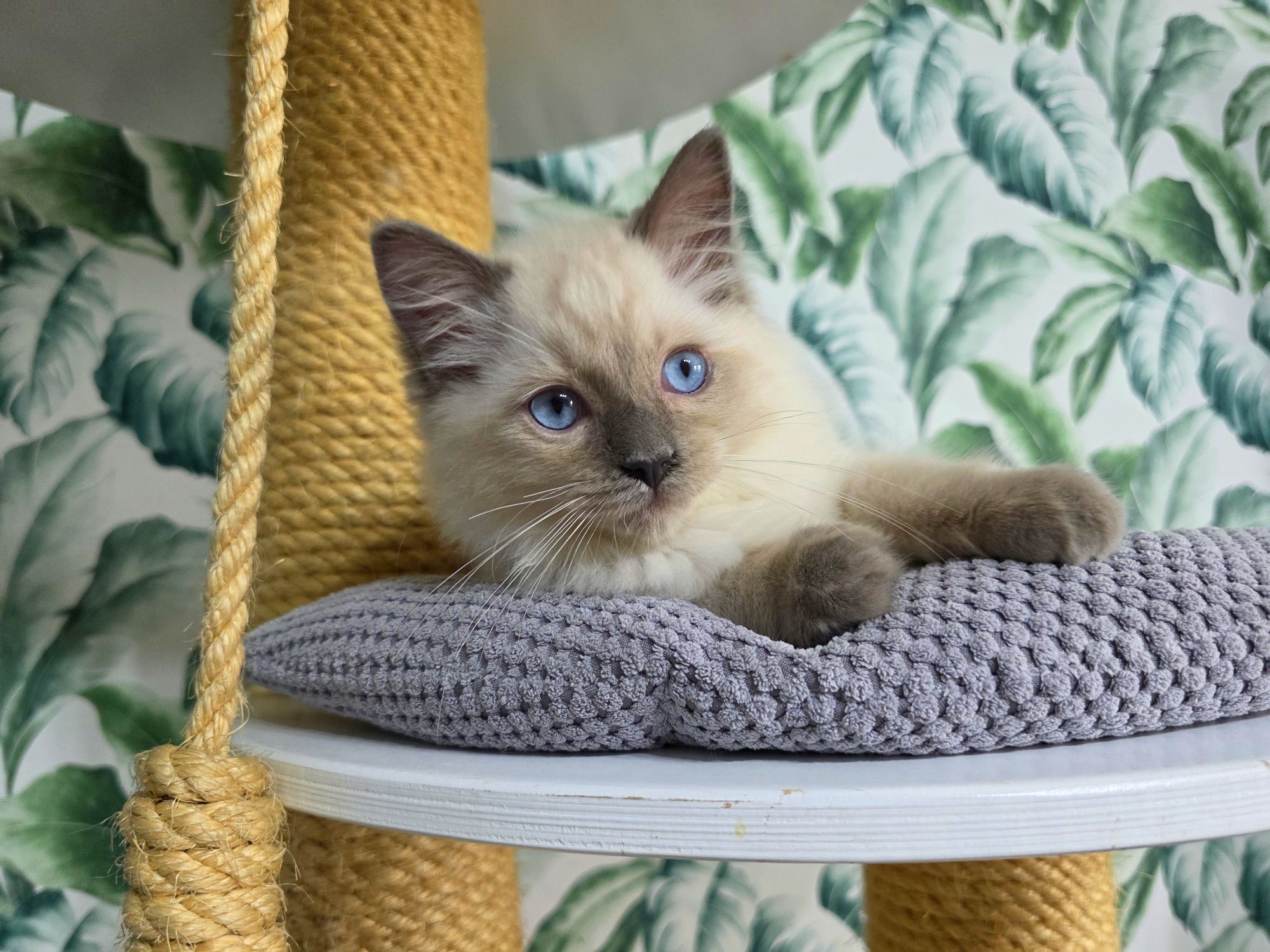 Blue colourpoint ragdoll WCF