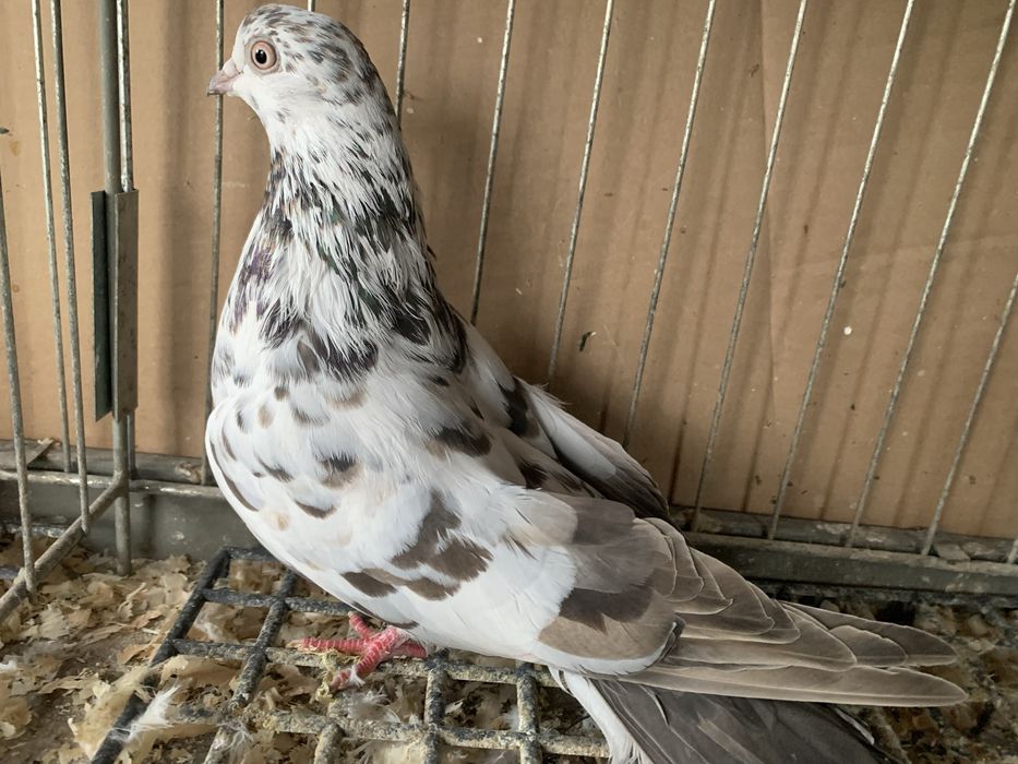 sprzedam orliki  szaryki