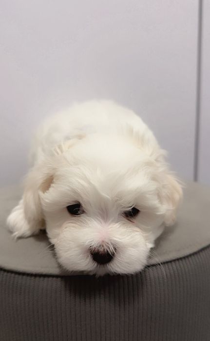 Maltańczyk  Szczeniak