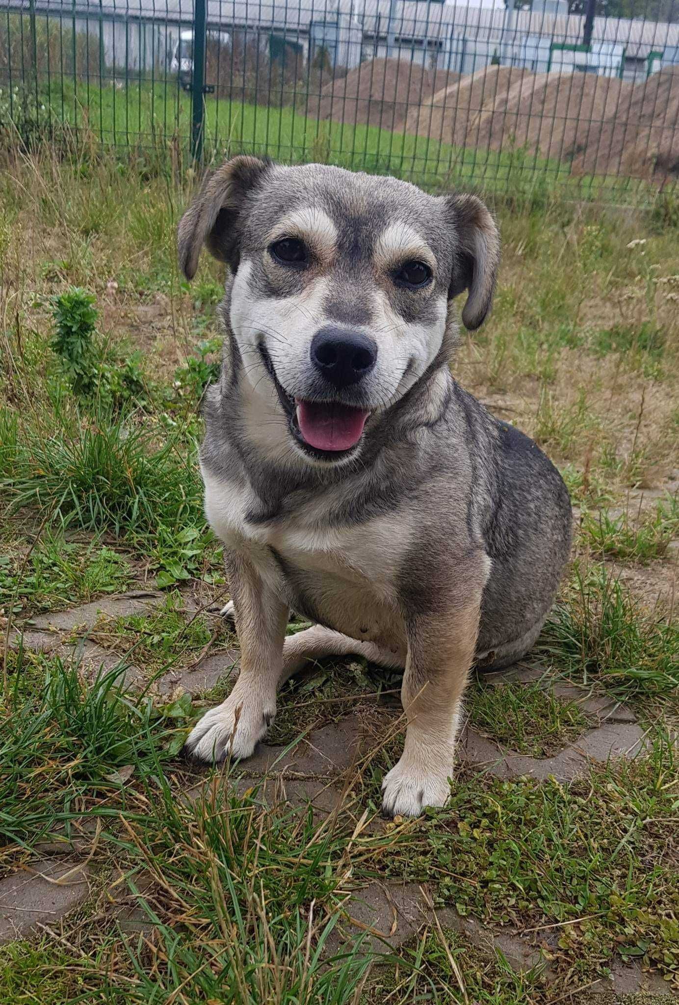 Figa poleca się do adopcji!!