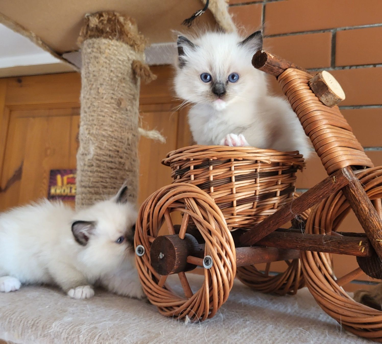 Ragdoll Ragdolle Ragdollowo