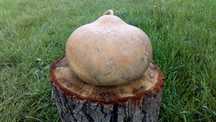 Tykwa Calabash odmiana Kettle Gourds, czajnik .