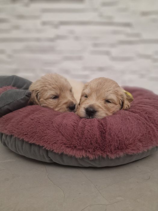 Szczeniak Golden Retriever zkwp fci