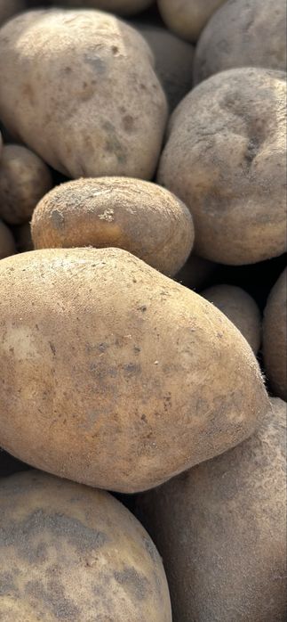 Sprzedam ziemniaki jadalne Jurek