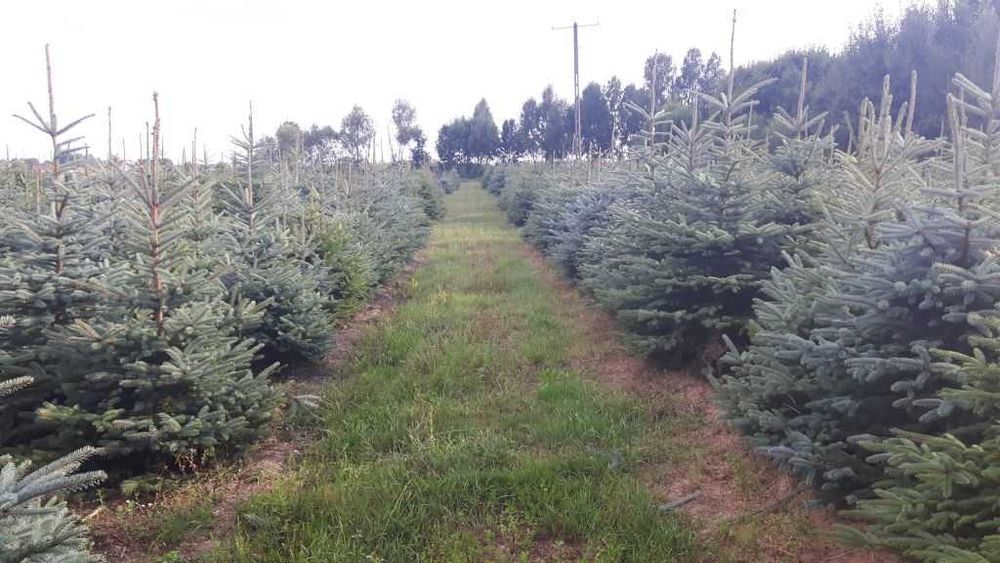 Świerk pospolity lub srebrny kłujący cięty. Plantacja choinek, CHOINKI