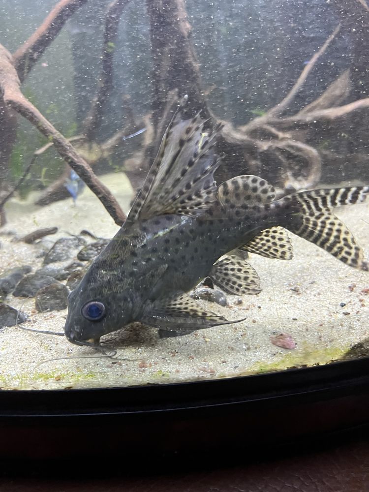 Synodontis adulto