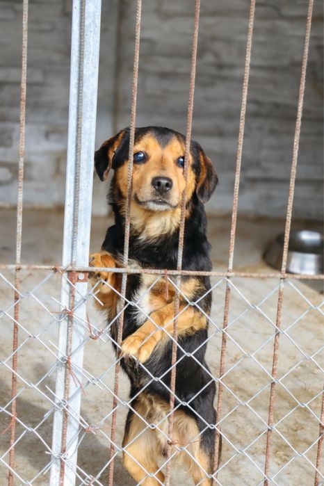 Travis nadal bez domu