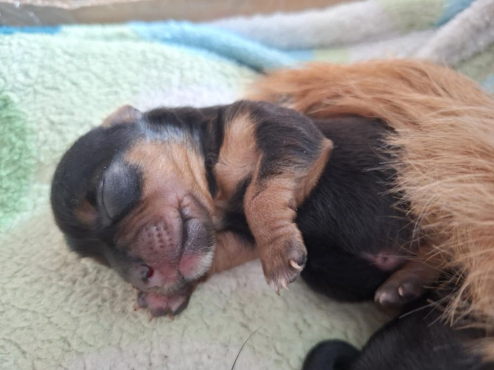 Yorkshire terrier rezerwacja
