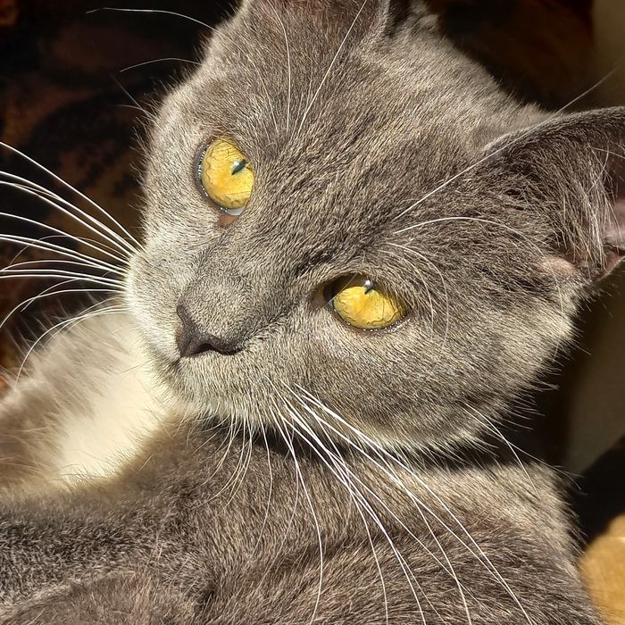 терміново кошеня в хороші руки