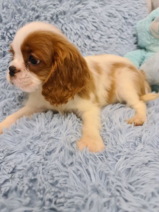 Cavalier piesek z czteropokoleniowym rodowodem