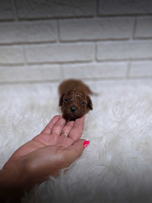 Pudel toy red brown