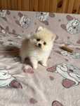 Szpic miniaturowy gotowy do odbioru !