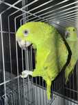 papagaios amazona auropalliata bebes