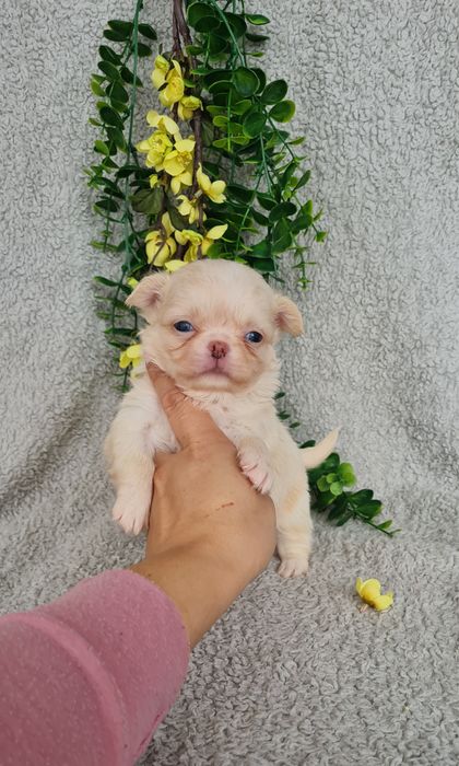 Excecional menina mini pelo longo Chihuahua/Chiuaua LinhagemRussa