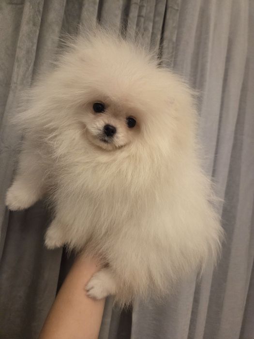 ZKwP Szpic miniaturowy FCI pomeranian BOO z rodowodem.