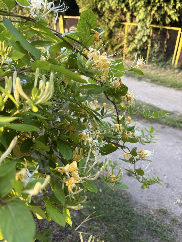 Pióropusznik strusi, tojeść, trzykrotka, berberys, bluszcz -sadzonki