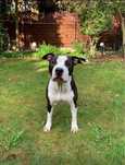 Amstaff z rodowodem