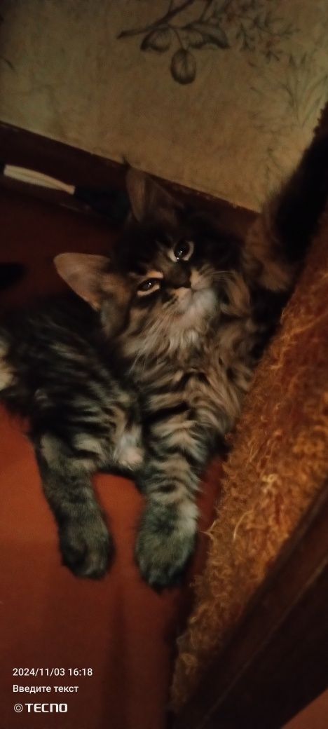 Мейн Кун котята ну очень крупный помет