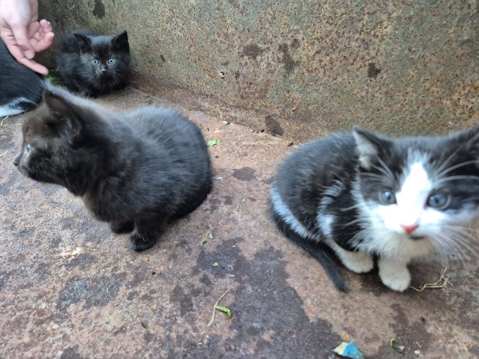 Oddam Koty w dobre ręce