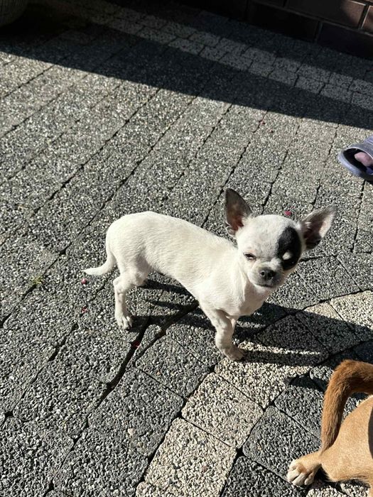 Szczeniak chihuahua piesek